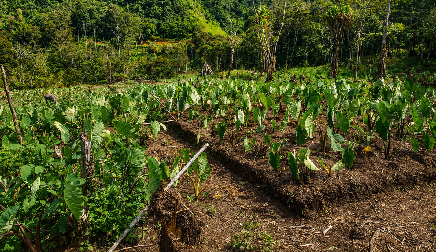 Established taro production field